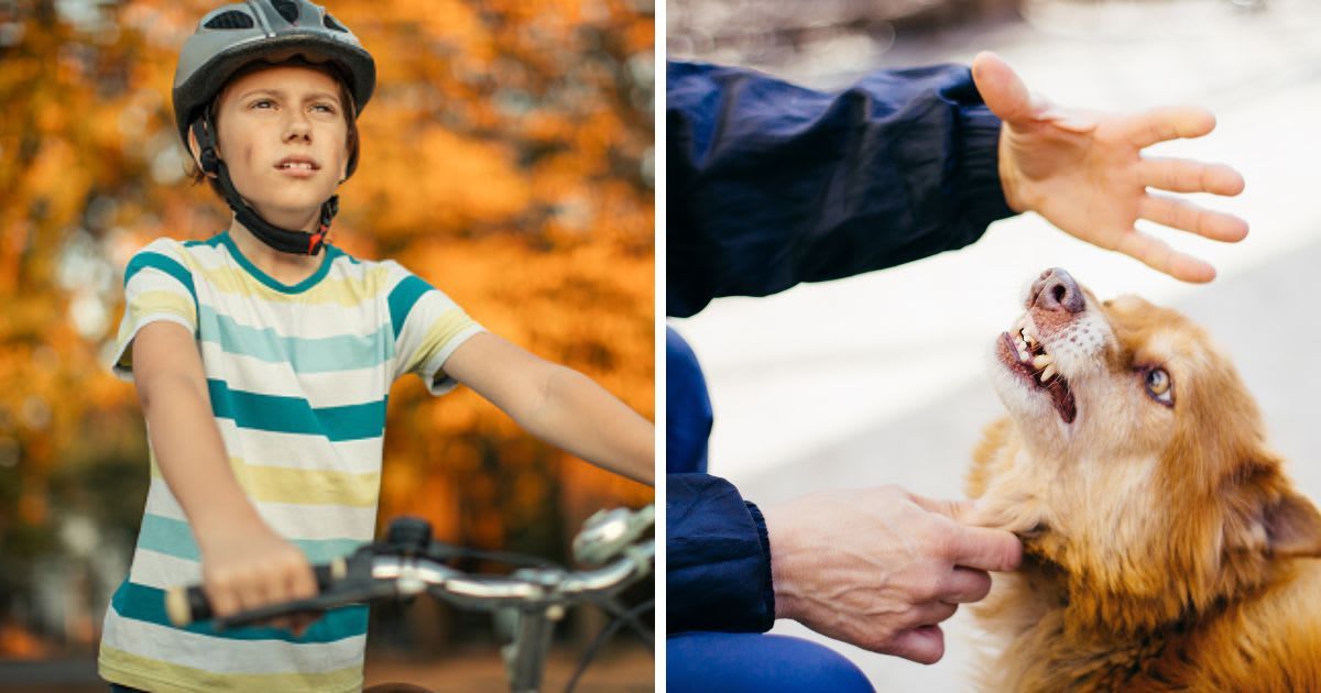 (L) Boy with the bicycle standing outdoors, (R) Upset dog smirks & shows teeth to man. (Representative Cover Image Source: Getty Images | (L) miljko, (R) Laura Stolfi)