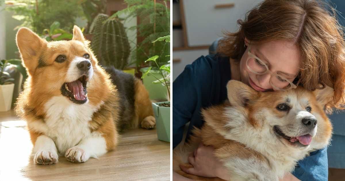 (L) A corgi dog barking. (R) A woman hugging a corgi. (Representative Cover Image Source: Getty Images | (L) undefined undefined, (R) Westend61)