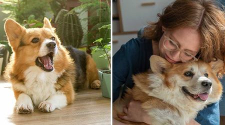 Corgi’s past owners silenced him by removing his vocal cords — but the painful aftermath forced his new family to quiet him in another way
