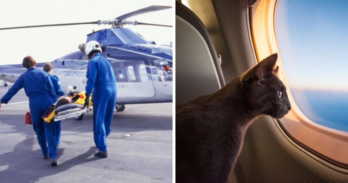 (L) Pilot carrying patient on stretcher to helicopter, (R) Cat flying in the plane. (Representative Cover Image Source: Getty  Images | (L)Keith Brofsky, (R) GummyBone)
