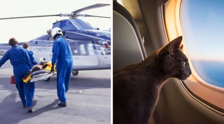 Pilot who rescued senior cat after owners’ fatal accident flew her again weeks later—but the second journey changed both their lives