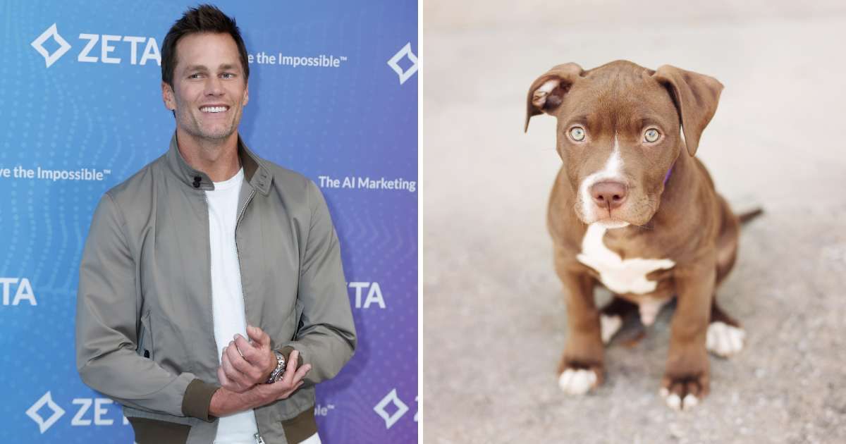(L) Tom Brady. (Cover Image Source: Getty Images | John Lamparski); (R) A pitbull puppy. (Representative Cover Image Source: Getty Images | Jamie Siever Photography)
