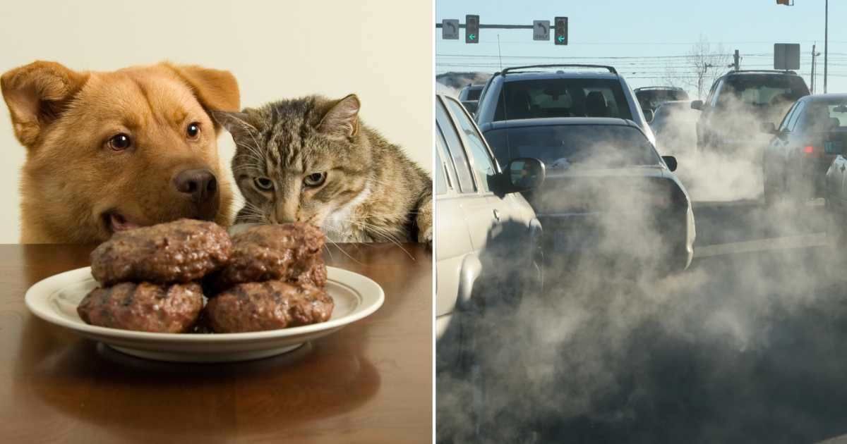 (L) A dog and a cat looking at steak patties. (R) Exhaust pours out of a tailpipes from accelerating vehicles. (Representative Cover Image Source: Getty Images | (L) WebSubstance, (R) milehightraveler)