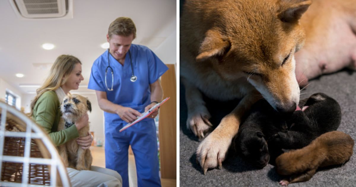 (L) Vet talking to woman holding pet dog, (R) A Shiba Inu puppy and mother. (Representative Cover Image Source: Getty Images | (L) Monty Rakusen, (R) Thirawatana Phaisalratana)