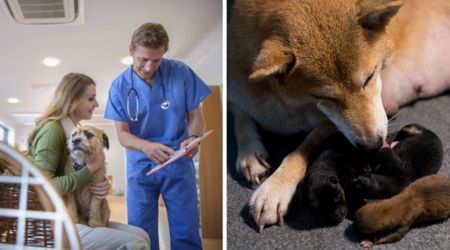 Vet warns pet owners about a common cancer sign often mistaken for fat — and says it’s seen more in female pets