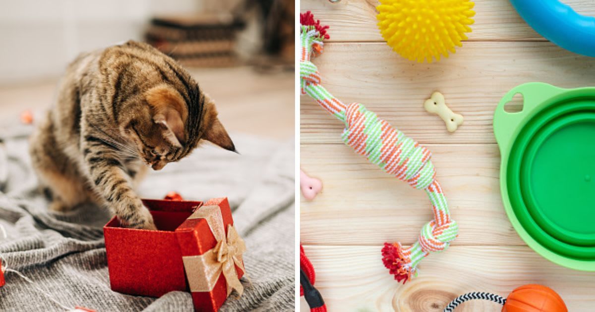 (L) Tabby cat plays at the Christmas tree, (R) Different multicolored pet care accessories. (Representative Cover Image Source: Getty Images | (L) Kseniya Ovchinnikova, (R) Nataliia Tymofieieva)