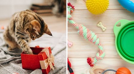 7 pet-safe holiday gifts under $50 to spoil your dogs, cats and even hamsters this Christmas