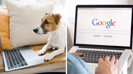 Someone asked 'what's the first thing' pets would Google if they could — and 99% agreed on one hilariously predictable search