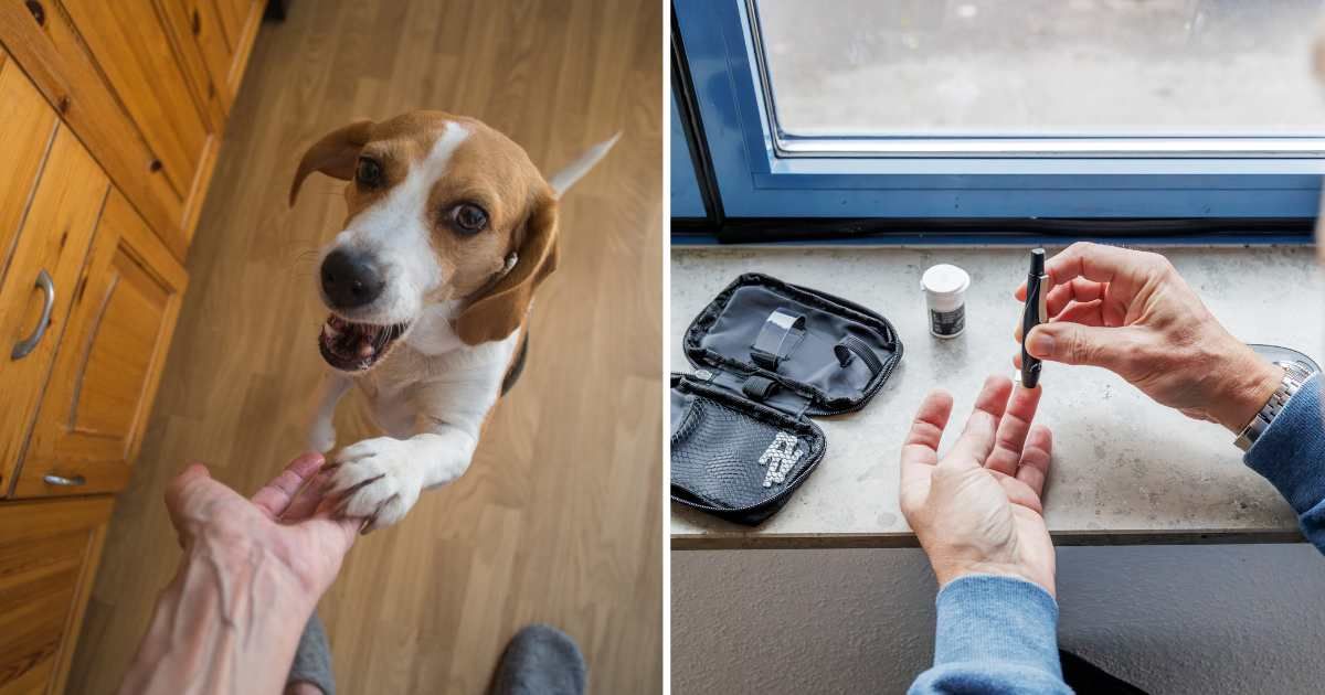 (L) A dog barking and pawing at owner. (R) A man checking his sugar. (Representative Cover Image Source: Getty Images | (L) Boris Zhitkov, (R) Olga Dobrovolska)