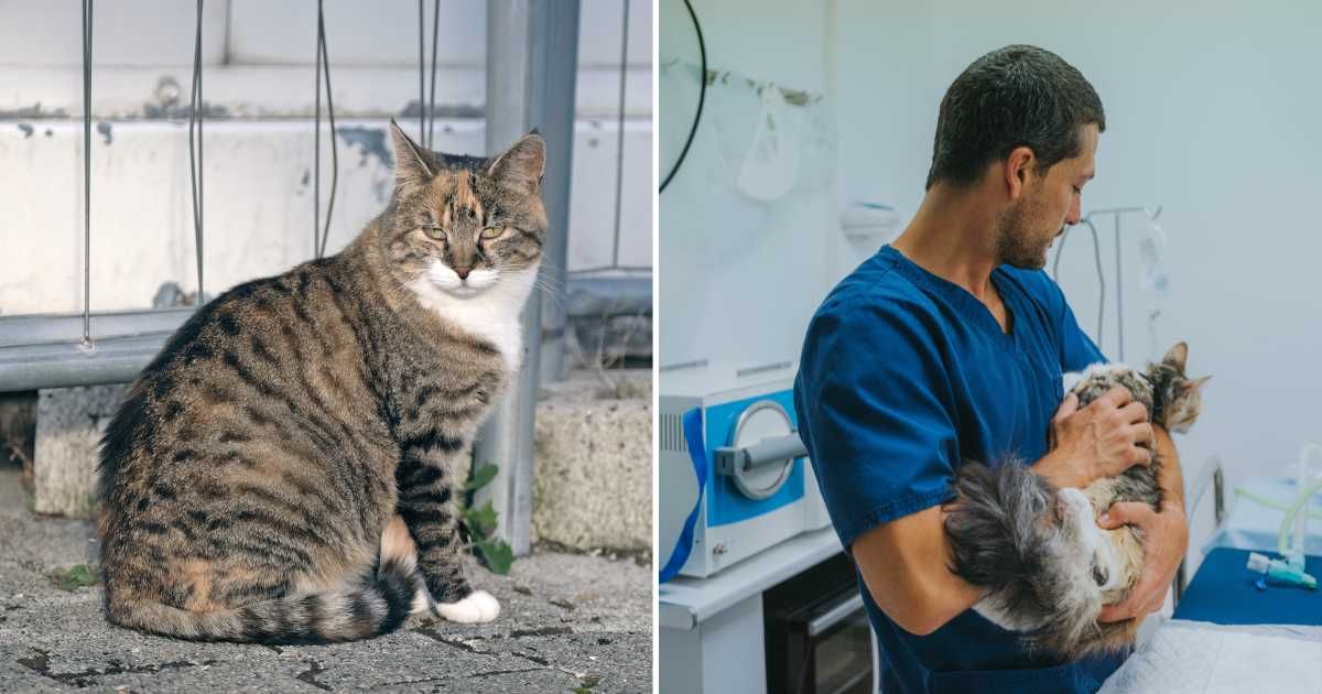 (L) a cat waiting on sidewalk. (R) A vet with a cat. (Representative Cover Image Source: Getty Images | (L) Thorsten Nilson, (R) Hugo Abad)