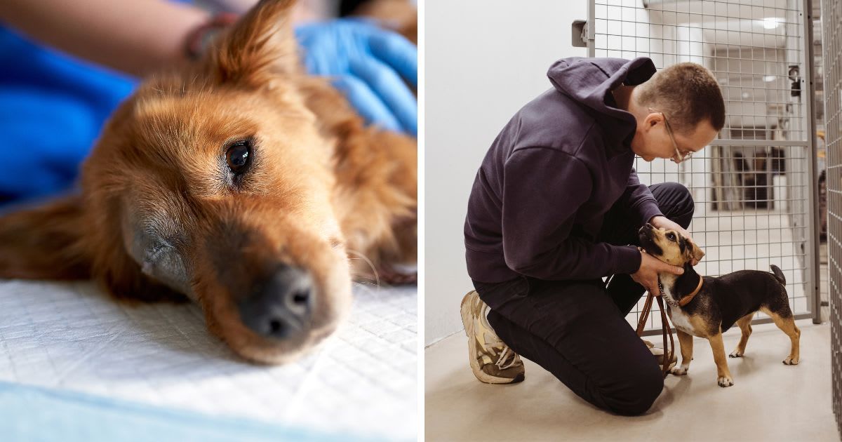 (L) Sick and bitten dog during medical check-up, (R) Happy man stroking dog near cage in animal shelter. (Representative Cover Image Source: Getty Images | (L) Sebastian Condrea, (R) Maskot)