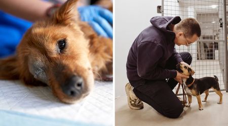 Rescuers refused to give up on a brain-injured puppy the vet wanted to euthanize — two weeks of fighting to save him ended in an unbelievable moment