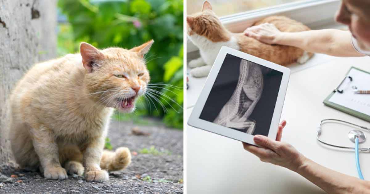(L) Meowing injured ginger stray cat, (R) Doctor examining the x-ray image . (Representative Cover Image Source: Getty Images | (L) Konoplytska, (R) AnnaStills)