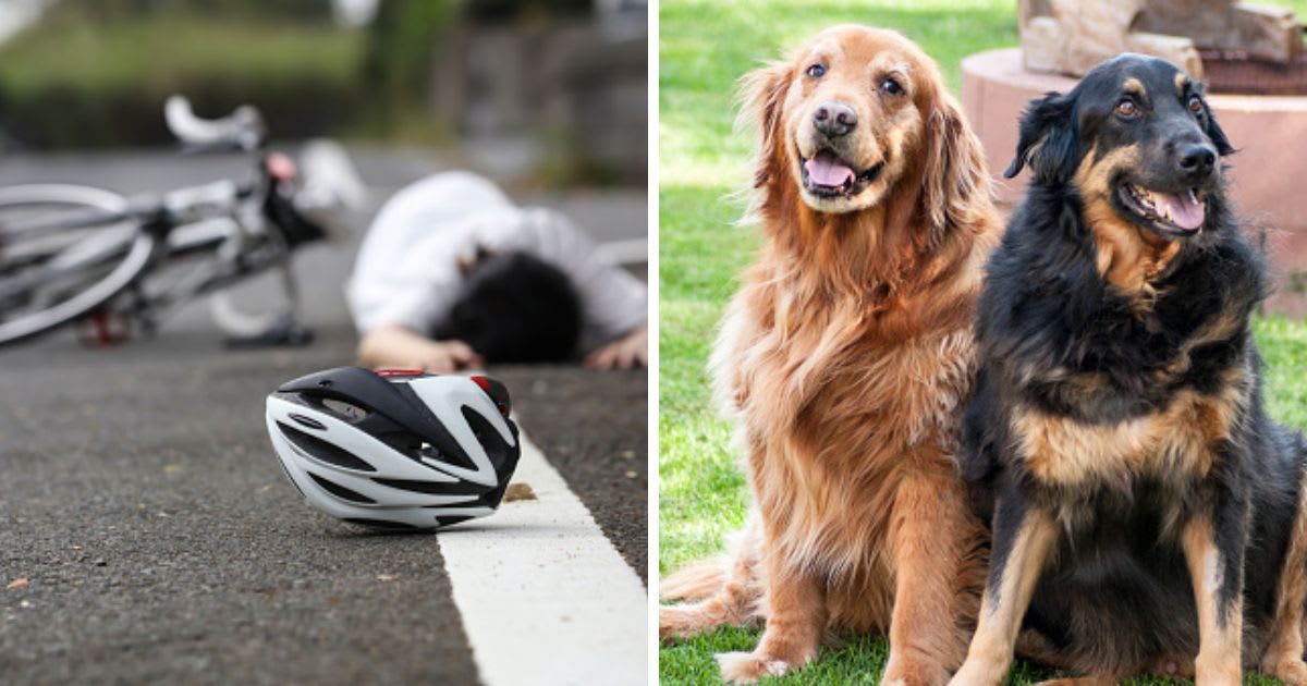 (L) A road accident, (R) Two dogs sitting on grass . (Representative Cover Image Source: Getty Images | (L) yamasan, (R) Renata Ruch / 500px)