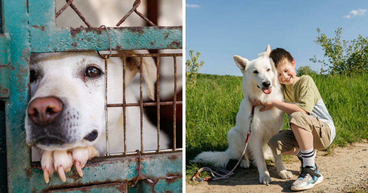 (L) A mixed-breed dog looking sad behind a fence in a dog shelter, (R) Boy hugging a German shepherd dog. (Representative Cover Image Source: Getty Images | (L) Sergio Mendoza Hochmann, (R) Westend61)