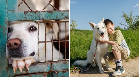 A little boy couldn’t stand seeing shelter dogs ignored — so he came up with a $25 idea that helped them find loving homes