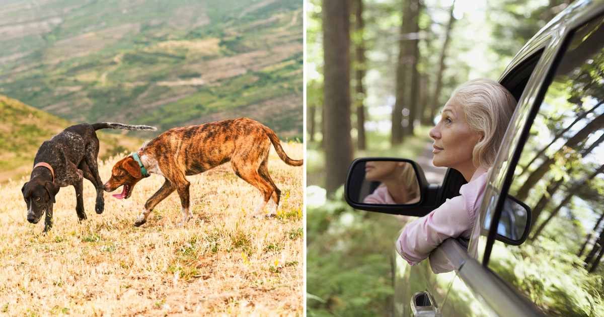 (L) Two dogs in the woods. (R) A woman looking out her car window. (Representative Cover Image Source: Getty Images | (L) aire images, (R) Ryuhei Shindo)
