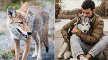Florida woman watched in horror as a coyote attacked her 3 dogs — until a brave neighbor’s split-second move saved their lives