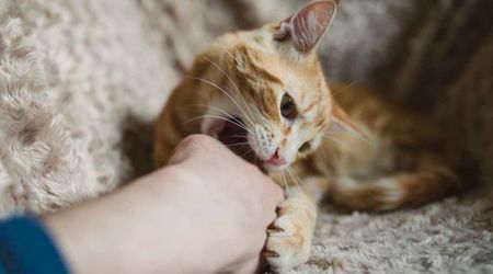 New study finally explains why 1 in 4 cat owners get bit so often