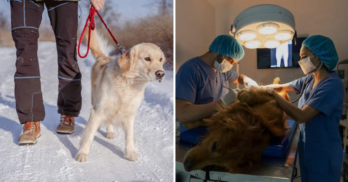(L) A dog walking on snowy road. (R) A dog at the ER. (Representative Cover Image Source: Getty Images | (L) Vychegzhanina, (R) andresr)