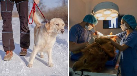 There's a sweet-tasting danger spread everywhere in winter that dogs find irresistible — and it can be deadly