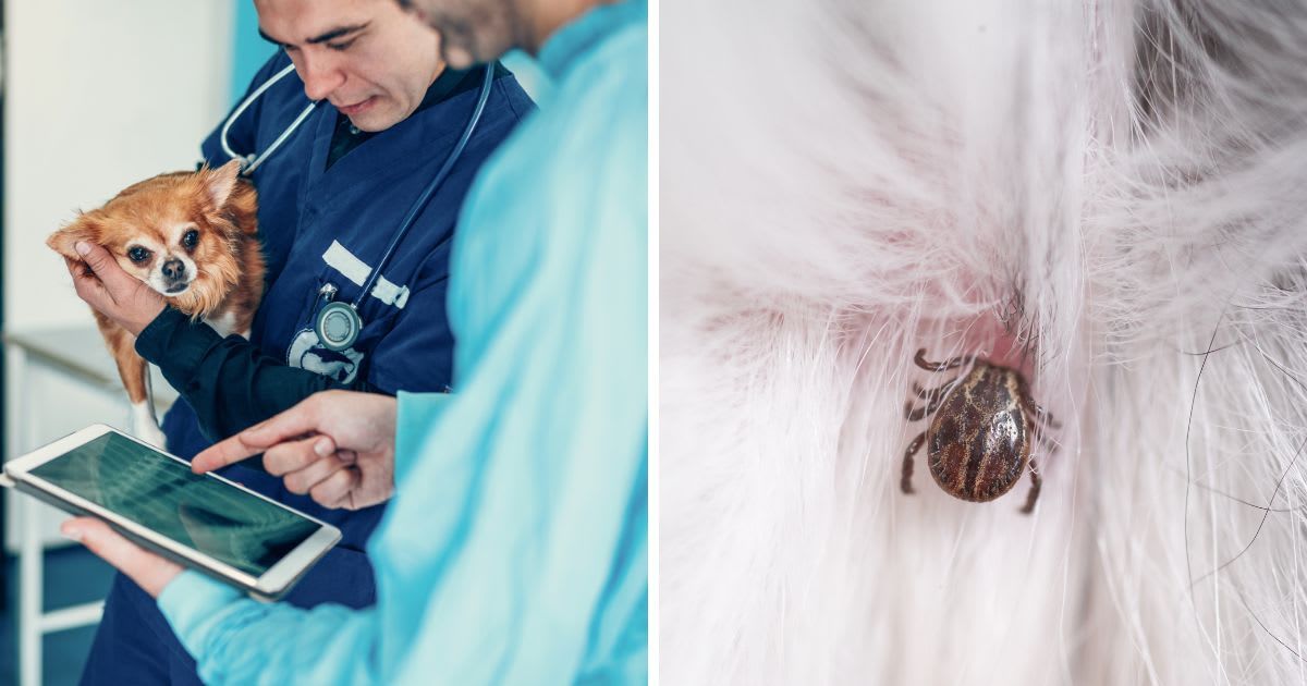 (L) Two experienced veterinarians examining an x ray image, (R) Macro photograph of a small tick embedded in the skin of a dog. (Representative Cover Image Source: Getty Images | (L) VioletaStoimenova, (R) Aitor Diago)