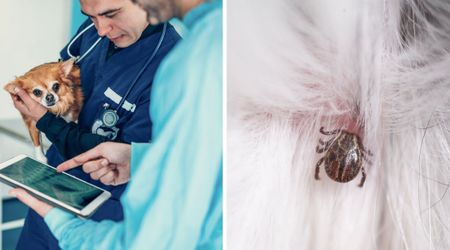 Researchers reveal the two danger zones where deadly ‘paralysis ticks’ love to hide on your dogs and cats