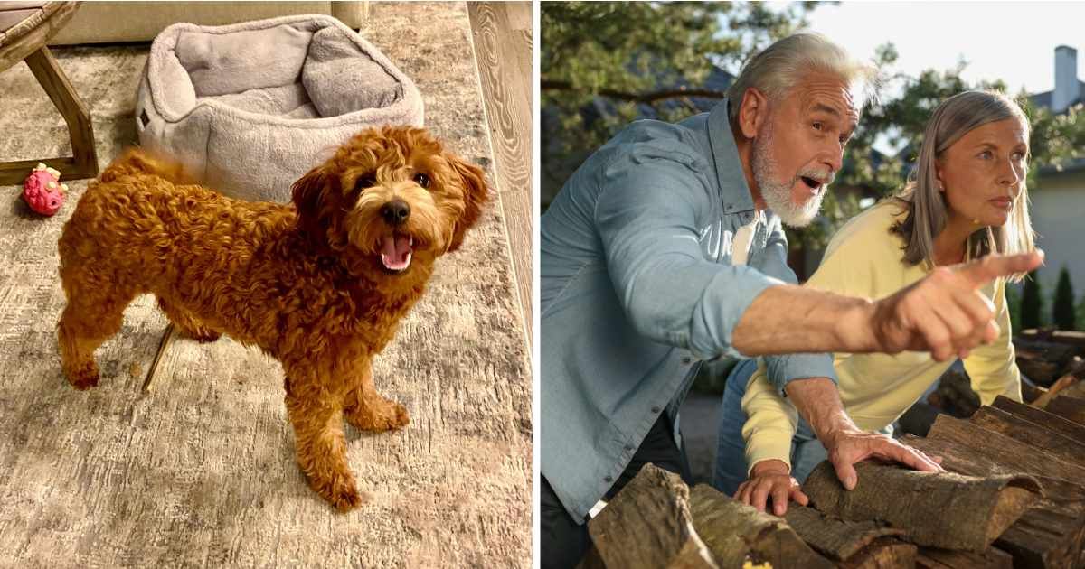 (L) A goldendoodle barking. (R) Elderly couple looking at their neighbors. (Representative Cover Image Source: Getty Images | (L) Brad Covington, (R) Liudmila Chernetska)