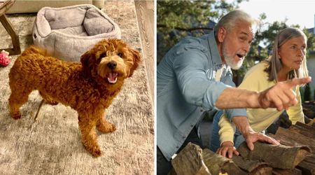 Mini Goldendoodle’s nonstop barking had neighbors fearing an intruder — but what he was warning them about sent chills down their spine