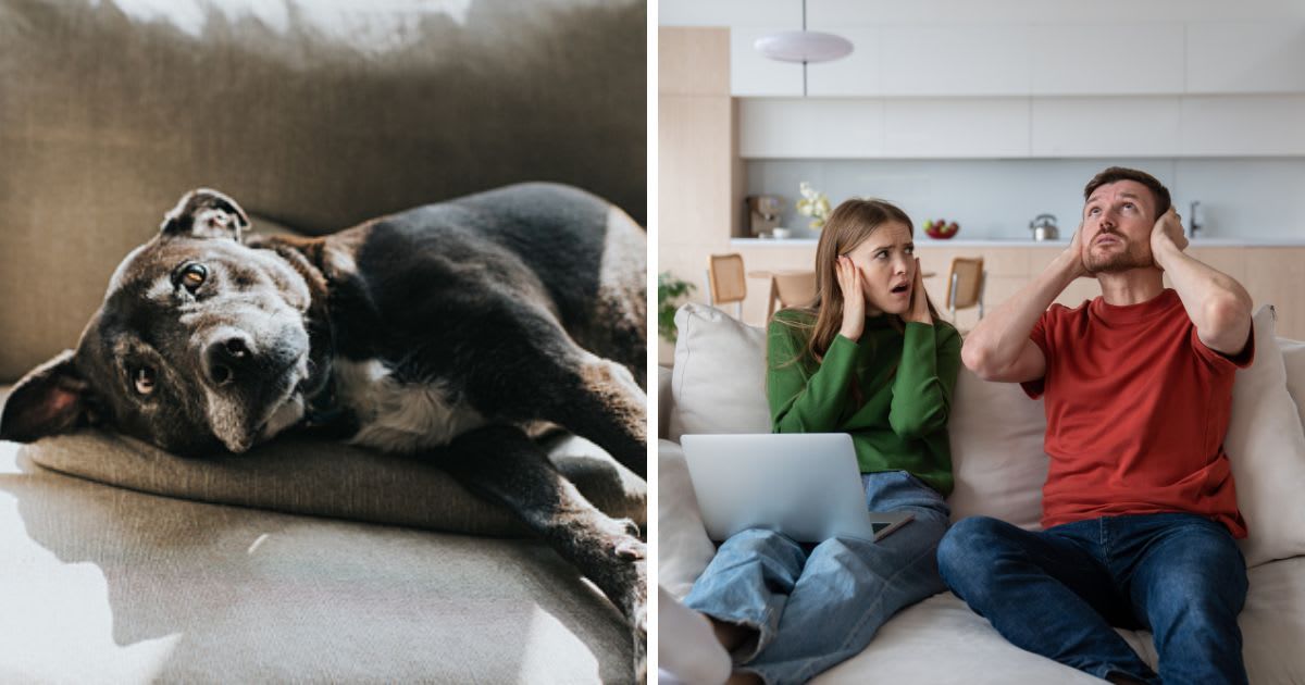 (L) Relaxed Dog lying on Side, (R) A couple closing ears with hands beacause of noisy unpleasant sounds. (Representative Cover Image Source: Getty Images | (L) Catherine Falls Commercial, (R) Dima Berlin)