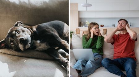 Couple thought their rescue dog didn’t understand English or Spanish — until a loud crash exposed the real reason behind his silence