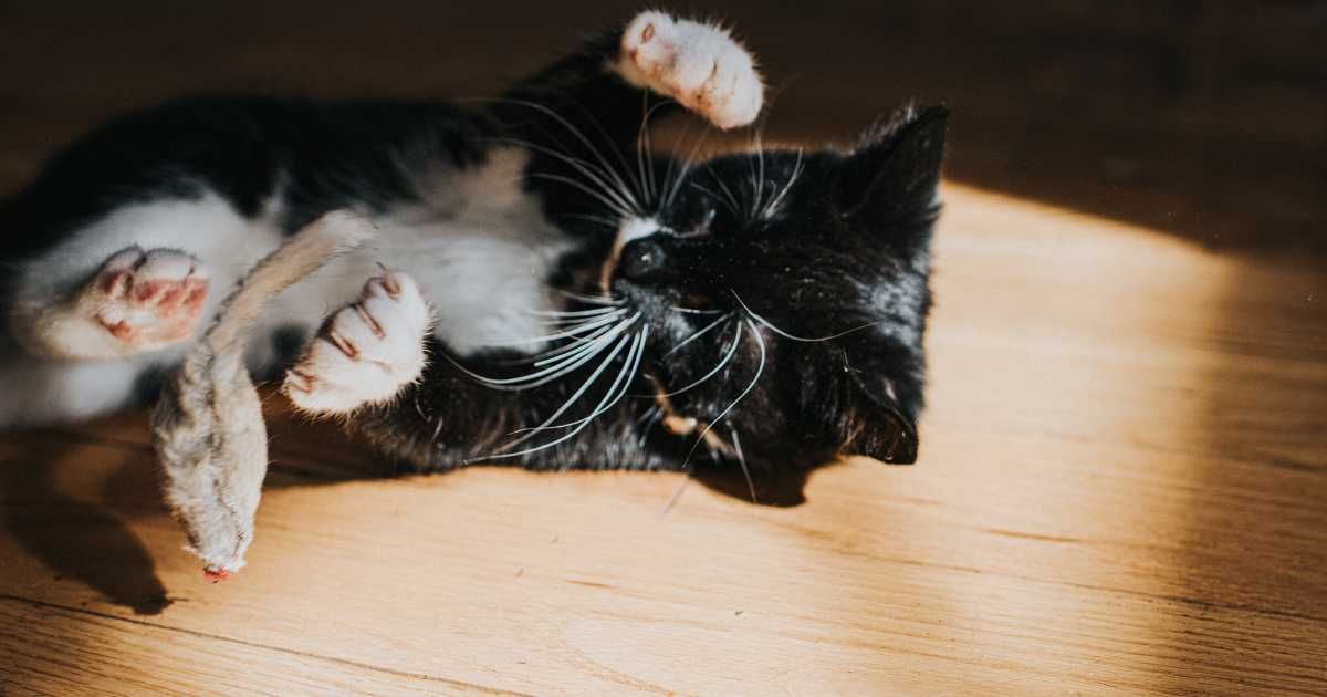 A small black and white kitten. (Representative Cover Image Source: Getty Images | Catherine Falls Commercial)