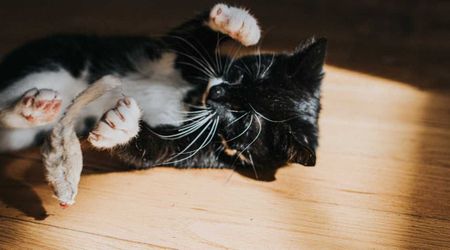 Kitten born with one eye in the middle of its head in Brazil dubbed ‘cyclops cat'