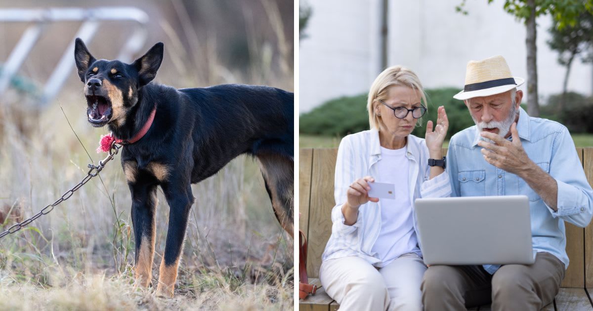 (L) Restrained barking working dog, (R) Mature couple showing concern while using a laptop. (Representative Cover Image Source: Getty Images | (L) Stuart Walmsley, (R) Vladimir Vladimirov)