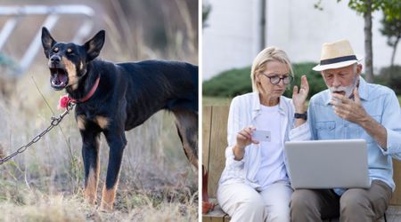 Couple found a scared dog dragging a long rusty chain down the street — then neighbor’s footage revealed the horror behind it