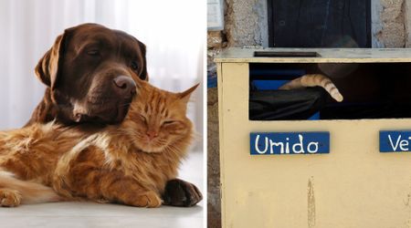 New study suggests one wild animal could be the next to join dogs and cats as domesticated pets — and it all starts with trash