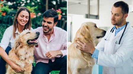 Couple returned from honeymoon eager to hug their dog — but the horror that unfolded seconds later sent them racing to the vet