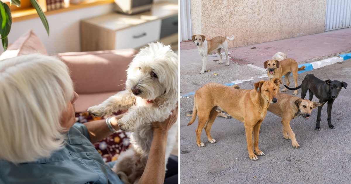 (L) An old woman holding her dog. (R) Stray dogs on the street. (Representative Cover Image Source: Getty Images | (L) miodrag ignjatovic, (R) Nadinlargo)