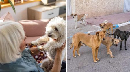 Her mom died after a puppy’s scratch. So the grieving daughter flew 6,000 miles to save thousands of dogs in her honor