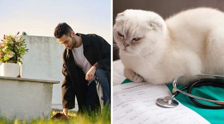 Sweet gesture to honor a cat owner’s late mom ends in another heartbreak as his pet dies and leaves him with a $5,000 vet bill
