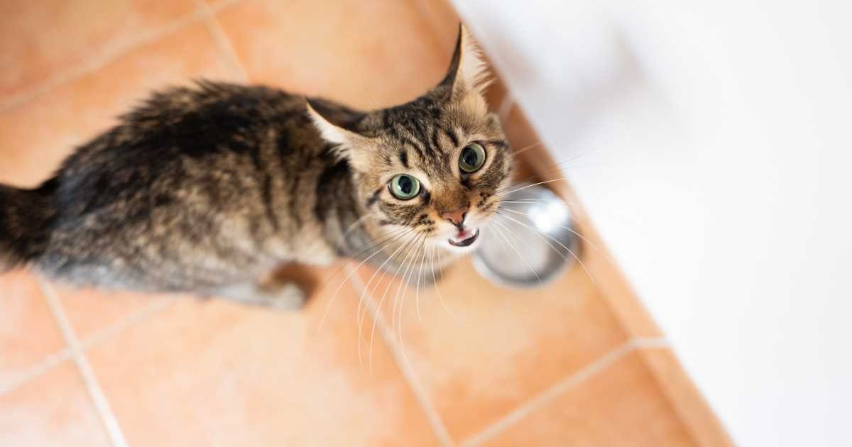 A cat meowing waiting for food. (Representative Cover Image Source: Getty Images | Lulu Studio)
