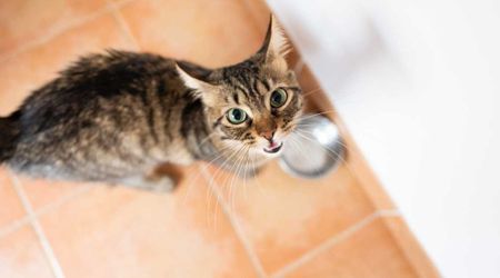 Think your cat is saying ‘thank you’ when it meows loudly as you grab its food? Vet says it’s actually selfish and self-serving