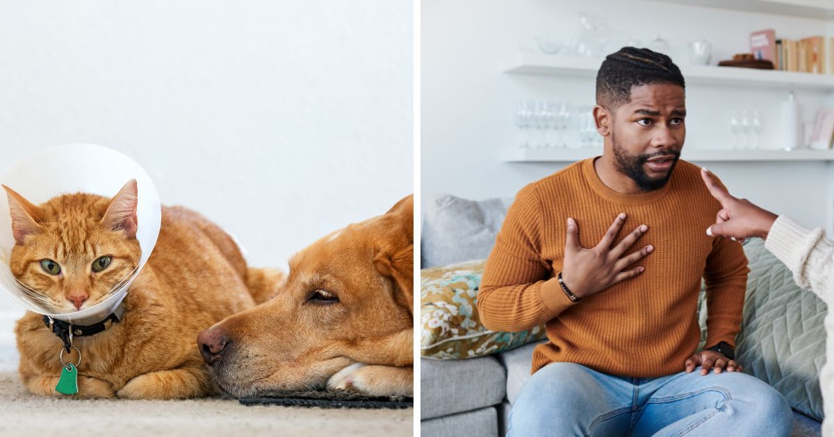 (L) Sick cat wearing a cone sitting next to a dog, (R)  A man being balmed. (Representative Cover Image Source: Getty Images | (L) harpazo_hope, (R) jeffbergen)