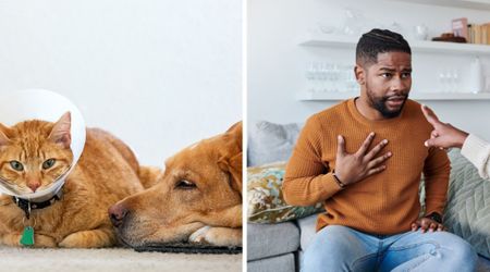 Experts warn human choices are making cats and dogs suffer illnesses once seen only in people