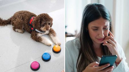 Owner checks pet cam after her 1-year-old pup ‘texts’ her with four talking buttons — and the message leaves her in tears