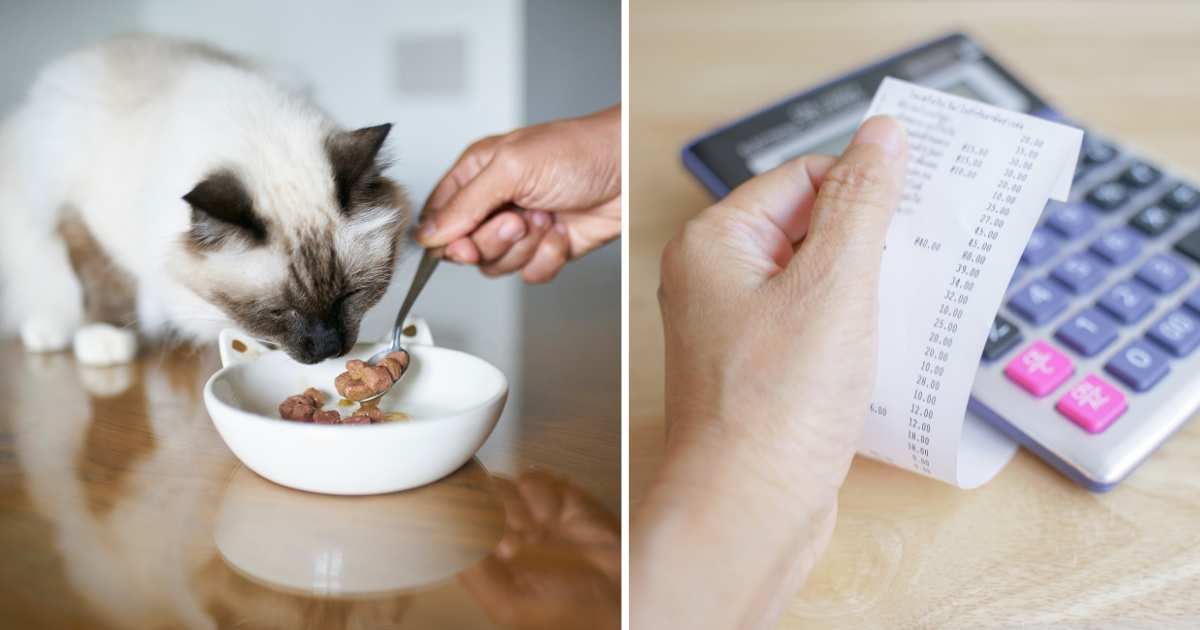 (L) A cat eating pet food. (R) A person holding a receipt. (Representative Cover Image Source: Getty Images | (L) Nico De Pasquale Photography, (R) Ratana21)
