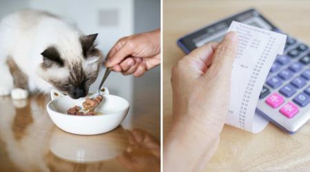 American pet owners could get up to $100,000 from a $5.5 million contaminated pet food settlement — with just a receipt as proof