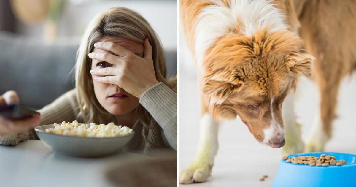 (L) Fearful woman watching TV in the living room, (R) A purebred border collie is indoors eating food from his dog bowl. (Representative Cover Image Source: Getty Images | (L) skynesher, (R) FatCamera)