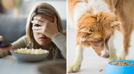 Netflix bans ‘horrific’ dog food ad that made viewers ‘almost throw up’ — but pet parents say its brutal honesty is genius