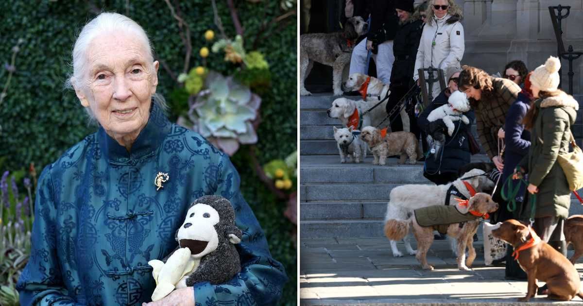 (L) Jane Goodall. (R) Funeral Service Held At Washington National Cathedral For Dr. Jane Goodall. (Cover Image Source: Getty Images |  (L) Araya Doheny, (R) Anna Moneymaker
